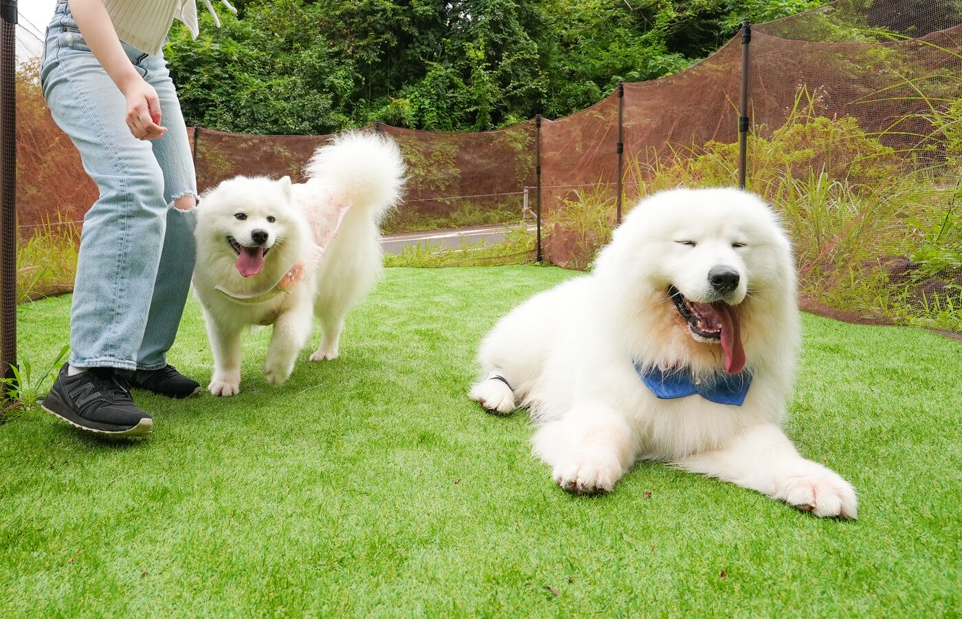 兩隻薩摩耶犬並肩待在狗跑中，主人在一旁陪伴