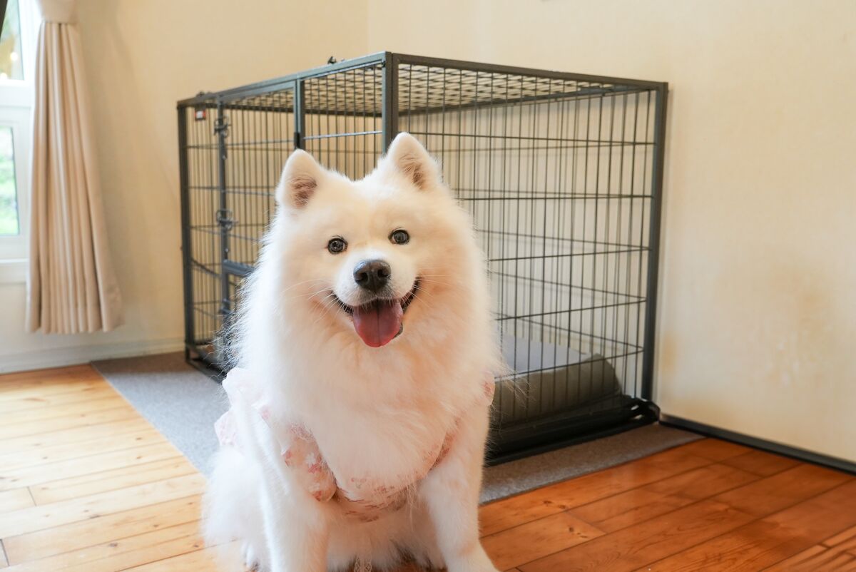 在室內悠閒休息的薩摩耶犬與籠具